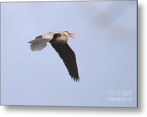 Great Blue Heron Metal Print featuring the photograph Angry Heron by Tony Lee