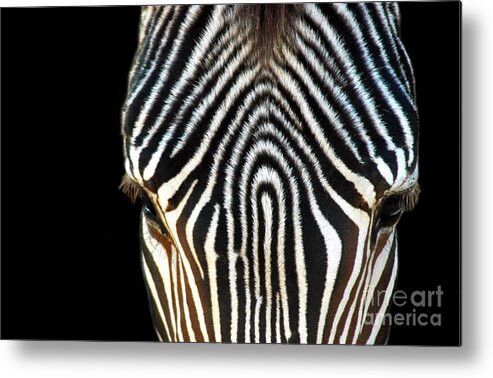 Animal Metal Print featuring the photograph Animal Print a by Dan Holm