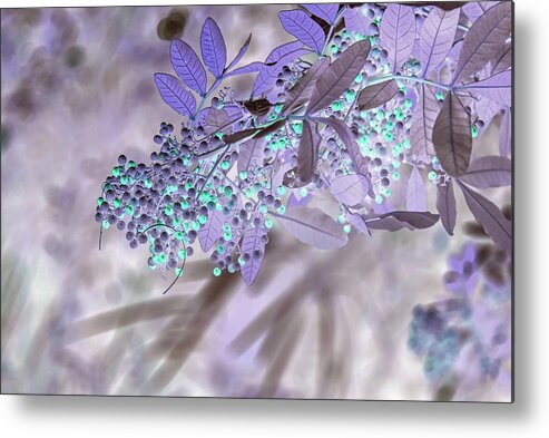 Tree Metal Print featuring the photograph Aqua Berries on Purple by Missy Joy