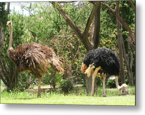 Nature Metal Print featuring the photograph Are You There? by Mary Mikawoz