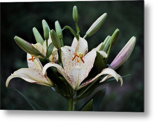 Lilies Metal Print featuring the photograph Asiatic Lily Blossoms and Buds by Nancy Ayanna Wyatt