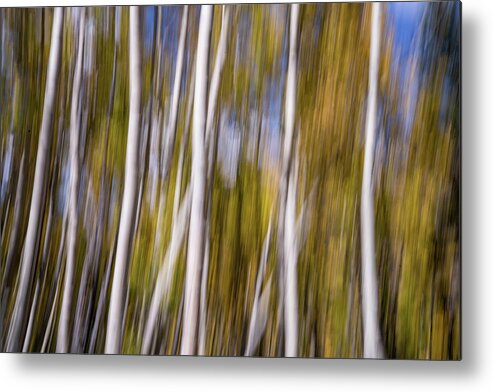 Aspen Metal Print featuring the photograph Aspen Abstract No.3 by Margaret Pitcher