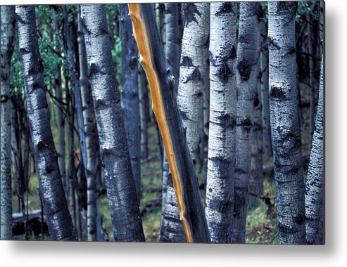 Copyright Elixir Images Metal Print featuring the photograph Aspen Trees by Santa Fe