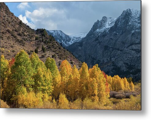 Trees Metal Print featuring the photograph Aspen Trees In Autumn by Jonathan Nguyen