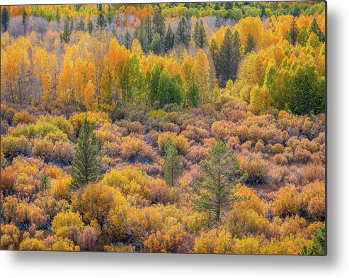 Aspens Metal Print featuring the photograph Aspens and Pines in Fall by Alexander Kunz