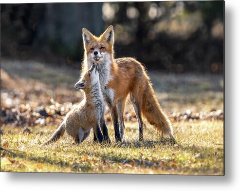 Fox Metal Print featuring the photograph Attention by James Overesch
