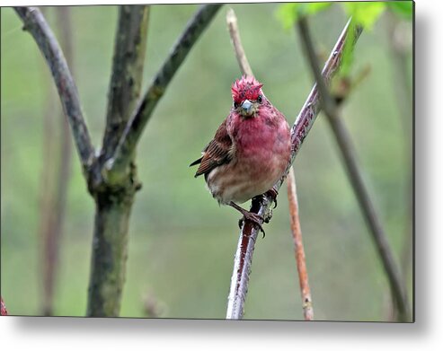 Finch Metal Print featuring the photograph Attitude by Terry Dadswell