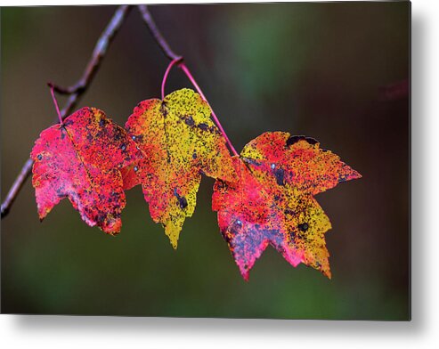Autumn Metal Print featuring the photograph Autumn Colored Leaf Trio in the Croatan by Bob Decker