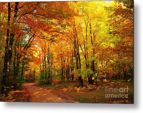 Red Metal Print featuring the photograph Old Logging Road by Terri Gostola