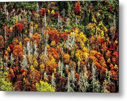 Autumn Metal Print featuring the photograph Autumn Diversity by Allen Nice-Webb