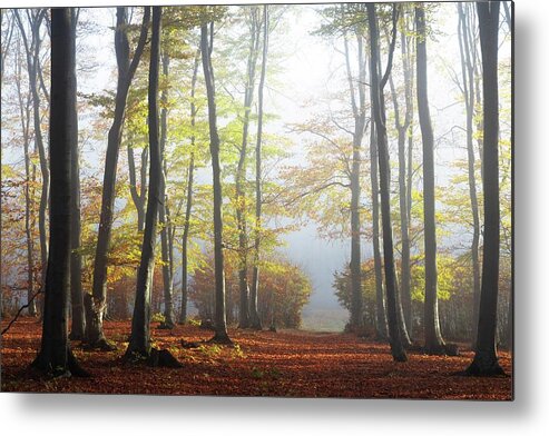 Morning Metal Print featuring the photograph Autumn foggy forest by Toma Bonciu