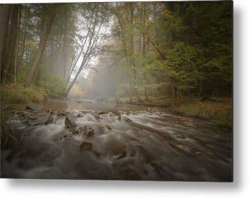 Cook Forest Metal Print featuring the photograph Autumn in Cook Forest Pennsylvania by Tony DiStefano