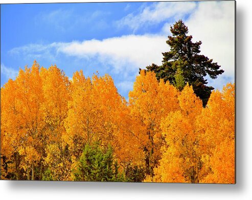 Owyhee Mountains Metal Print featuring the photograph Autumn in the Owyhee Mountains by Ed Riche