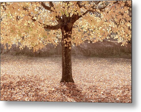 Carolina Metal Print featuring the photograph Autumn is Country Golden by Debra and Dave Vanderlaan