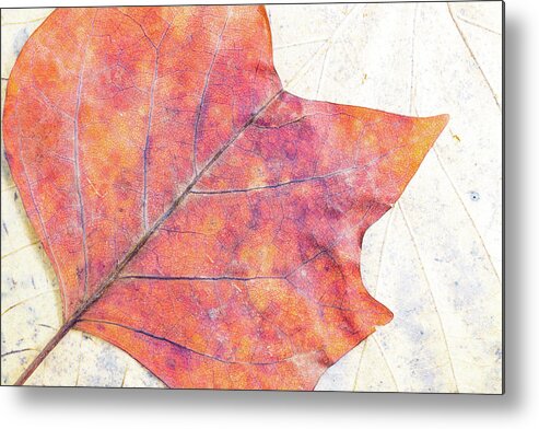 Autumn Metal Print featuring the photograph Autumn leaves composition by Viktor Wallon-Hars