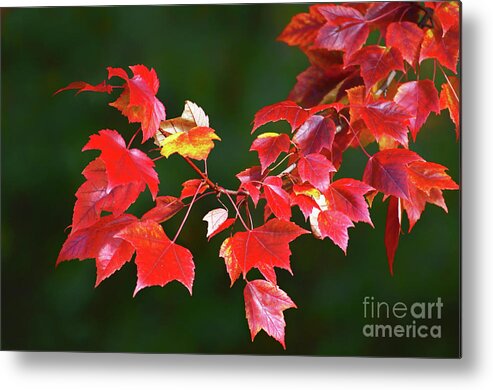  Autumn Metal Print featuring the photograph Autumn Leaves by Rodney Campbell