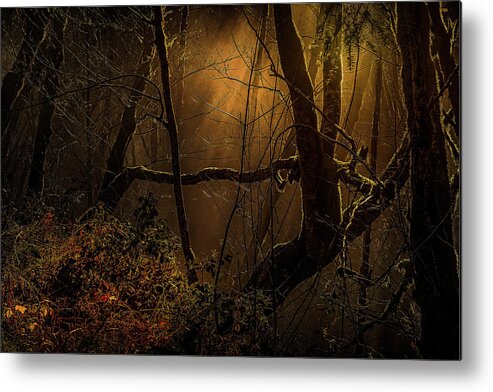 Oregon Coastal Autumn Metal Print featuring the photograph Autumn lighting the way by Bill Posner