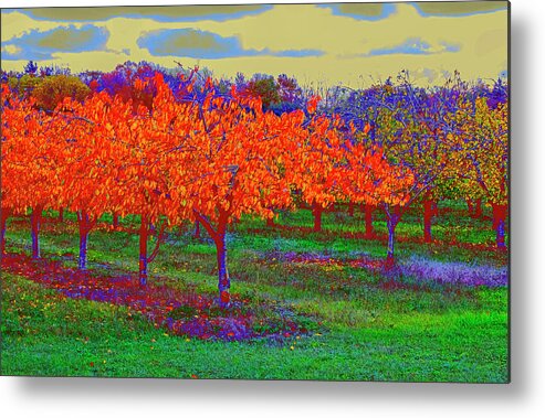 Lake Reflection Metal Print featuring the photograph Autumn Orchard by Tom Singleton