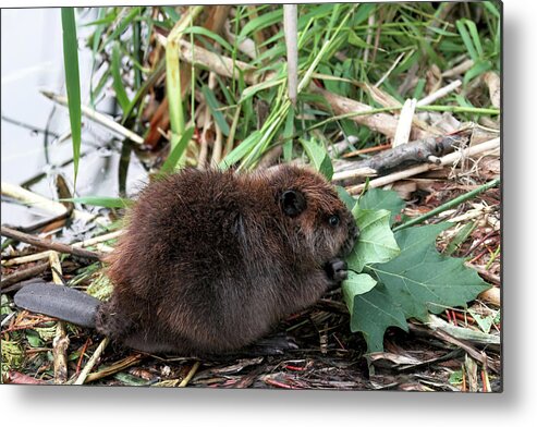 Beavers Metal Print featuring the photograph Baby Beaver Eating a Maple Leaf by Peggy Collins