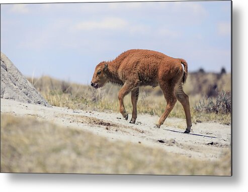 Newborn Bison Metal Print featuring the photograph Baby Bison Journey by Dan Sproul
