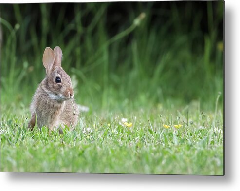 Baby Rabbit Metal Print featuring the photograph Baby Eastern Cottontail Rabbit by Michael Russell