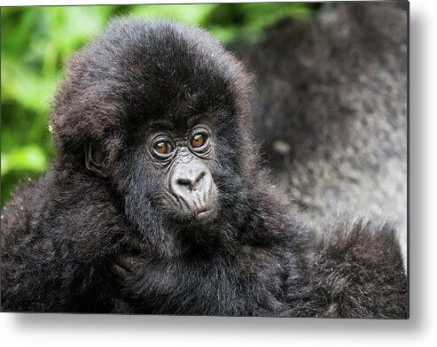 Africa Metal Print featuring the photograph Baby Gorilla by Brooke Reynolds