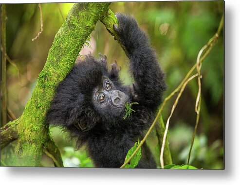 Mountain Gorilla Metal Print featuring the photograph Baby Mountain Gorilla by Kate Malone