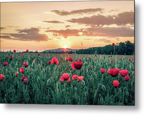 Beauty In Nature Metal Print featuring the photograph Backlit flowery field of red poppies at sunrise by Benoit Bruchez