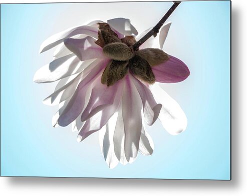 Backlighting Metal Print featuring the photograph Backlit Star Magnolia by Liza Eckardt