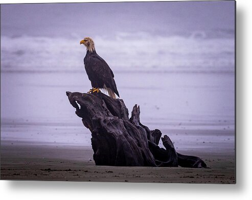 Bald Eagle Metal Print featuring the photograph Bad Hair Day by Stephen Sloan