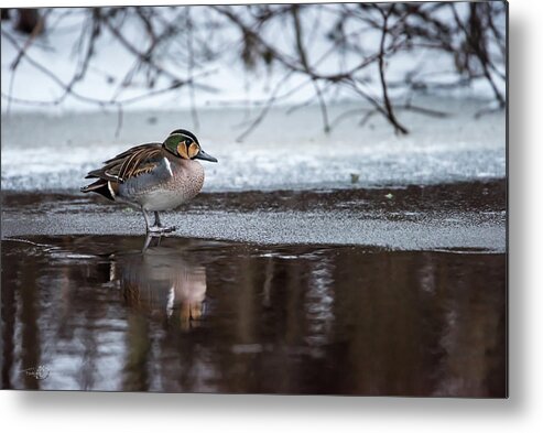 Baikal Teal Metal Print featuring the photograph Baikal Teal a rare visitor in Sweden by Torbjorn Swenelius