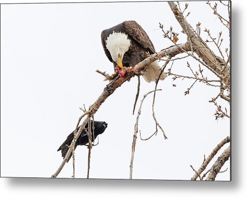 Bald Eagle Metal Print featuring the photograph Bald Eagle and Crow Fight Over a Meal by Tony Hake