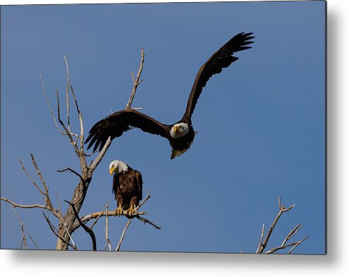 Bald Eagle Metal Print featuring the photograph Bald Eagle Departs With its Mate Behind by Tony Hake