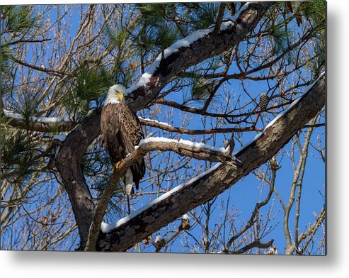 Bald Metal Print featuring the photograph Bald Eagle Watching Her Domain by Liza Eckardt