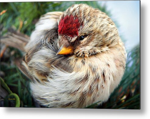 Bird Metal Print featuring the photograph Ball of Feathers by Christina Rollo
