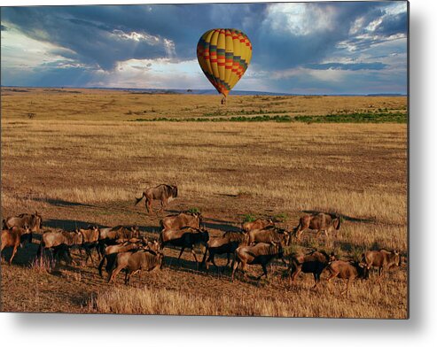 Hot Air Balloon Metal Print featuring the photograph Balloon Over The Great Migration by Gene Taylor