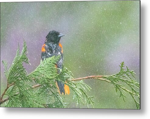 Bird Metal Print featuring the photograph Baltimore Oriole in the Sleet by Patti Deters