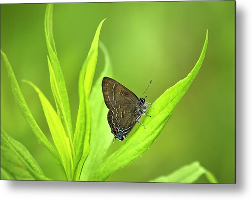 Butterfly Metal Print featuring the photograph Banded Hairstreak Butterfly Resting On Green Leaf by Christina Rollo