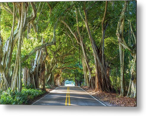 Banyan Tree Metal Print featuring the photograph Banyan Tree Tunnel by Stefan Mazzola