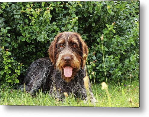 Dog Metal Print featuring the photograph Barbu tcheque typical for czech republic lying in shadow during hot summer days. Female dog with tongue out is looking at camera. Outdoor activities. Tired after hunting. Happy expression by Vaclav Sonnek