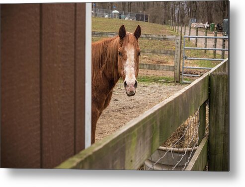 Columbia Metal Print featuring the photograph Barn Life by Kristopher Schoenleber