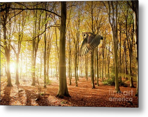 Autumn Metal Print featuring the photograph Barn owl flying in autumn woodland by Simon Bratt