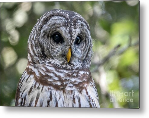 Owl. Barred Owl Metal Print featuring the photograph Barred Owl Eyes by Tom Claud