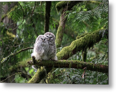 Babies Metal Print featuring the photograph Barred Owl Fledglings Snuggling by Michael Russell