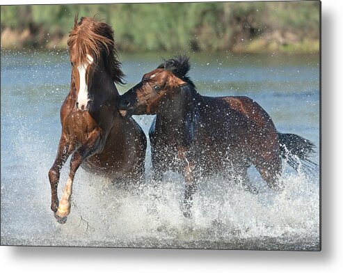 Stallion Metal Print featuring the photograph Battle for a Mare. by Paul Martin