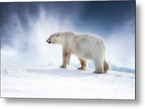 Wildlife Metal Print featuring the photograph Beautiful adult male polar bear, ursus maritimus, walking across the snow of Svalbard by Jane Rix