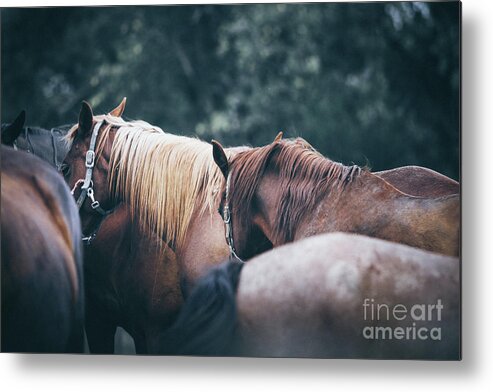 Horse Metal Print featuring the photograph Beautiful calm horses by Dimitar Hristov