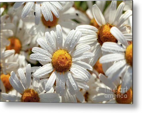 Daisies Metal Print featuring the photograph Beautiful large wild daisies with water drops by Simon Bratt
