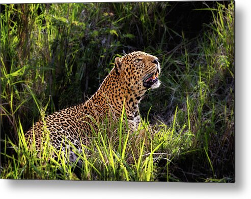 Leopard Metal Print featuring the photograph Beautiful Male Leopard in Morning Light by Good Focused