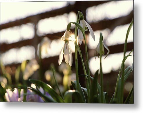Misty Metal Print featuring the photograph White snowdrop in golden hours. by Vaclav Sonnek